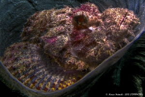 Bearded Scorpionfish (Scorpaenopsis barbata) on coral spo... by Marco Faimali (ismar-Cnr) 